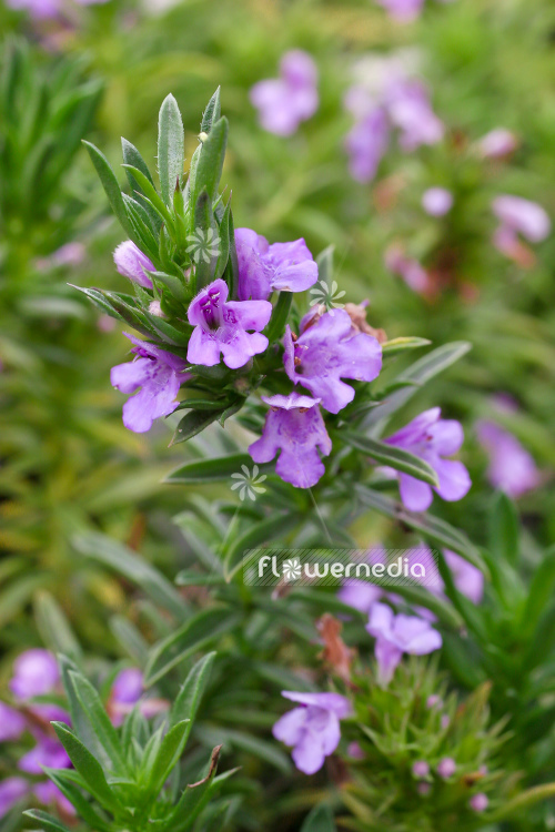 Satureja montana 'Purple Mountain' - Purple winter savory (104809)