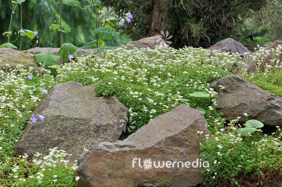 Saxifraga vayredana - Saxifrage (104826)