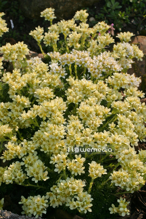 Saxifraga x apiculata - Saxifrage (104827)