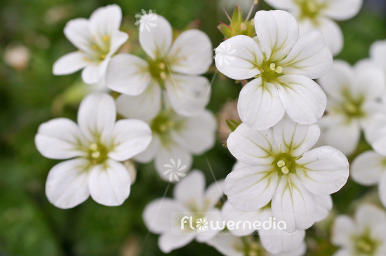 Saxifraga x arendsii 'Schneeteppich' - Mossy saxifrage (104833)