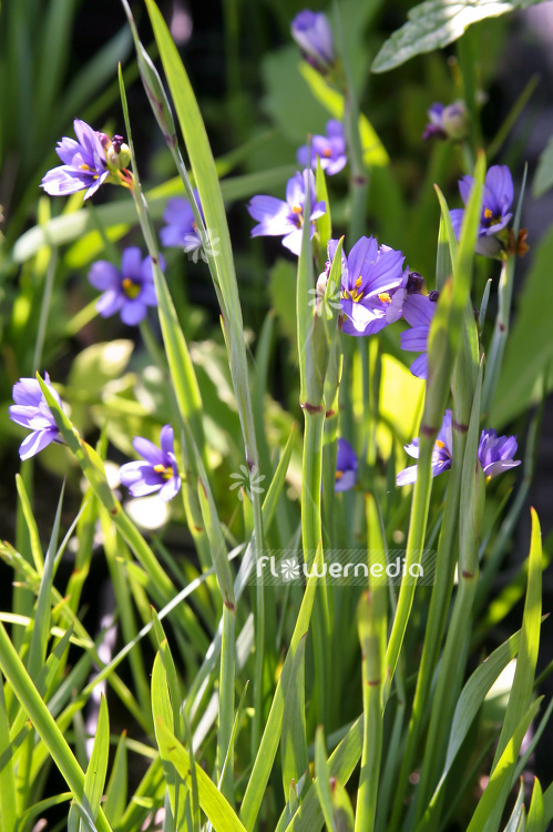 Sisyrinchium angustifolium - Narrowleaf blue-eyed grass (101944)