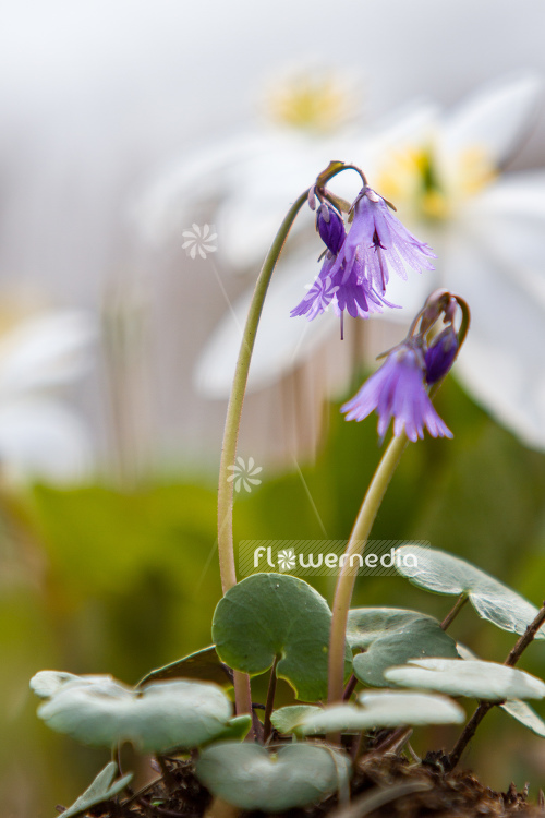 Soldanella montana - Mountain tassel (105593)