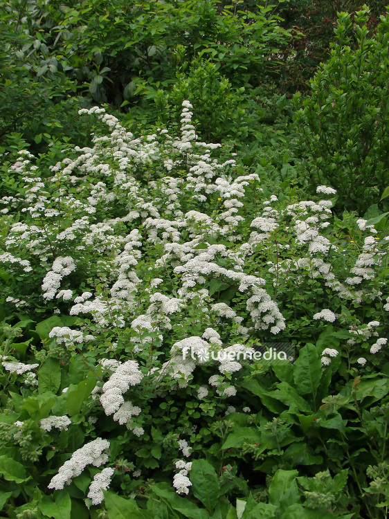 Spiraea x vanhouttei - Bridal wreath (101949)