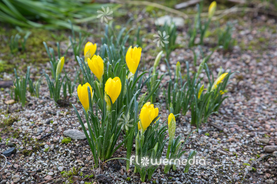 Sternbergia lutea - Winter daffodil (113110)