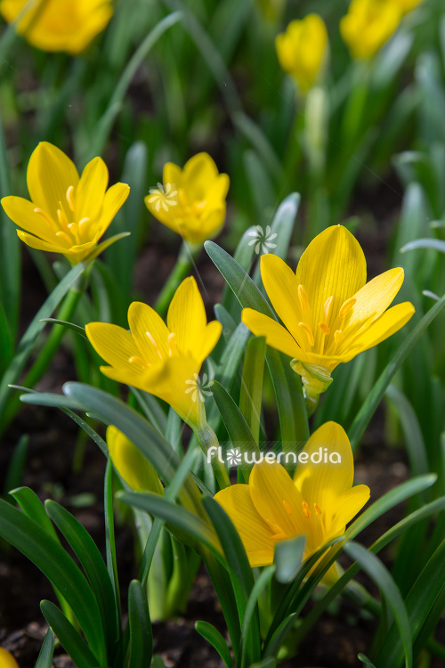 Sternbergia lutea - Winter daffodil (113117)