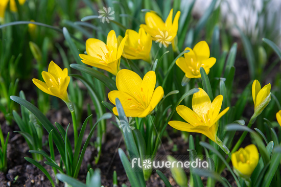 Sternbergia lutea - Winter daffodil (113118)