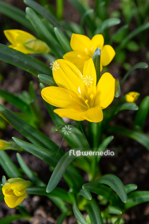 Sternbergia lutea - Winter daffodil (113119)