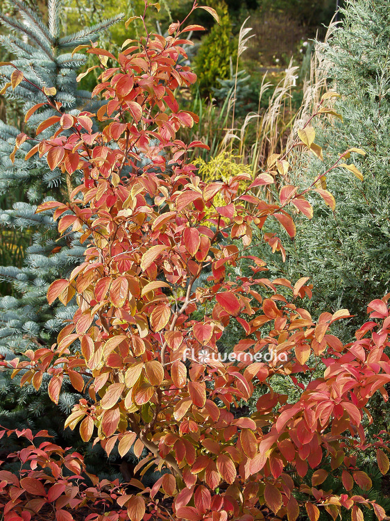 Stewartia pseudocamellia - Deciduous camellia (101957)