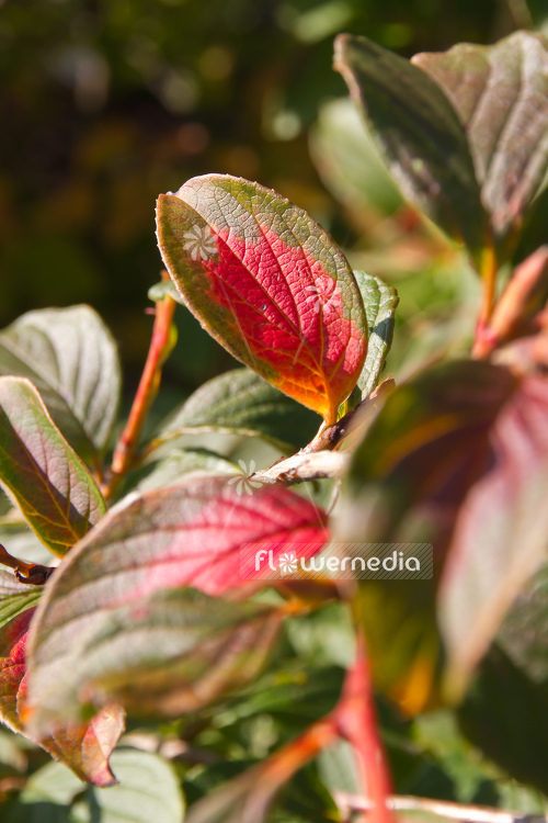 Stewartia pseudocamellia - Deciduous camellia (104938)