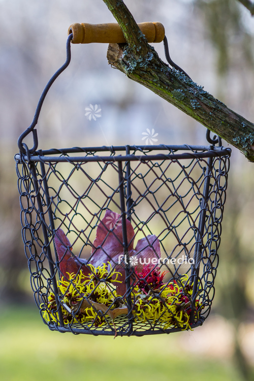 Still life with flowers of Hamamelis in early spring (108218)