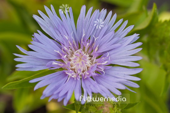 Stokesia laevis - Stoke's aster (104944)