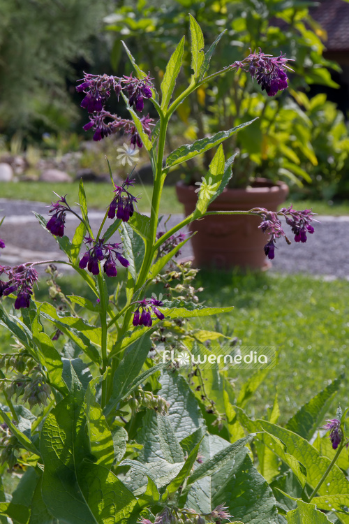 Symphytum officinale - Common comfrey (104961)