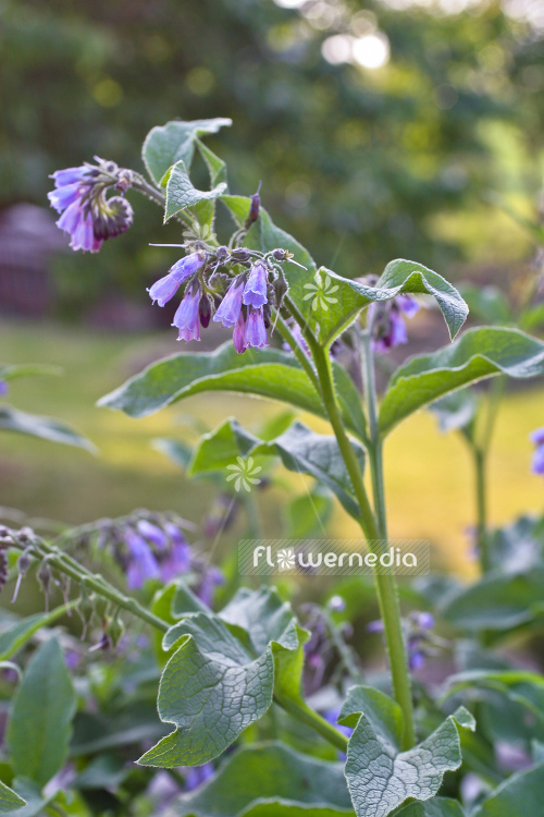 Symphytum officinale - Common comfrey (104962)