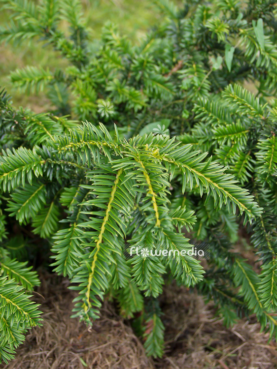 Taxus baccata 'Ingeborg Nellemann' - English yew (101977)