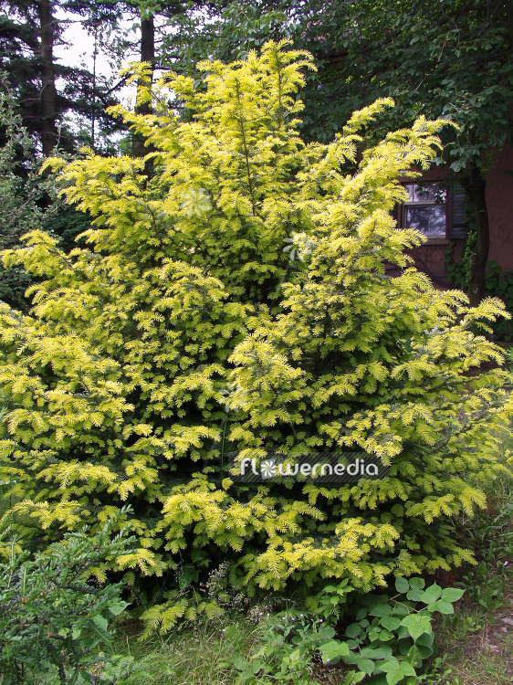Taxus baccata 'Washingtonii' - English yew (101978)