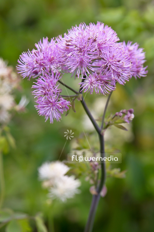 Thalictrum aquilegiifolium - Greater meadow-rue (105025)