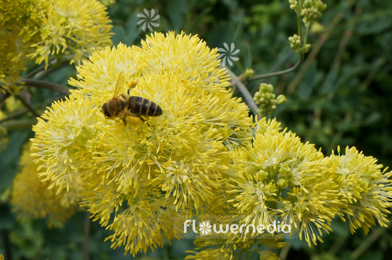 Thalictrum flavum ssp. glaucum - Yellow meadow-rue (105027)