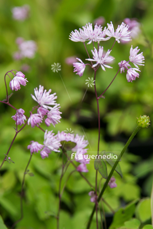 Thalictrum kiusianum - Kyushu meadow-rue (105028)