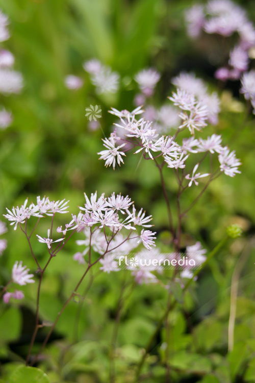 Thalictrum kiusianum - Kyushu meadow-rue (105029)