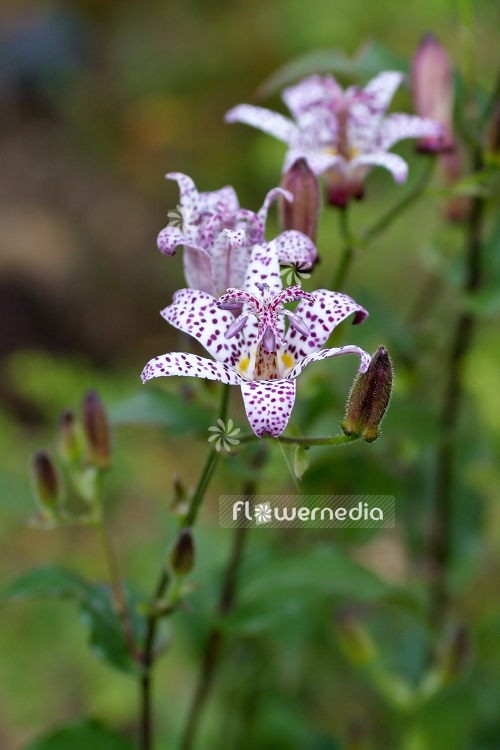Tricyrtis hirta - Japanese orchid lily (105074)