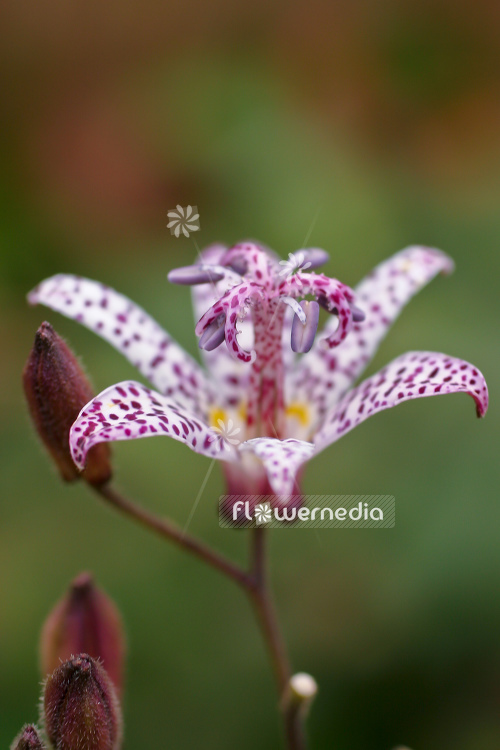Tricyrtis hirta - Japanese orchid lily (105075)