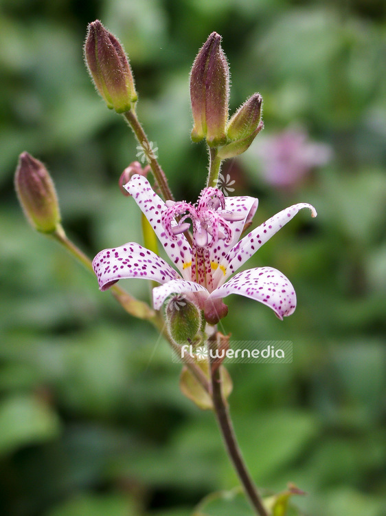 Tricyrtis hirta 'Miyazaki' - Japanese orchid lily (102012)