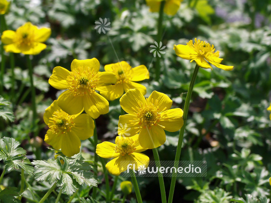 Trollius pumilus - Dwarf globeflower (102018)