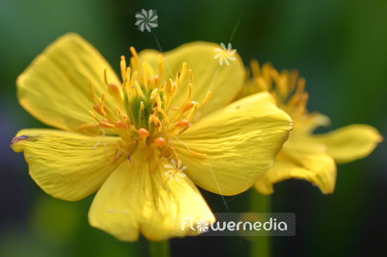 Trollius pumilus - Dwarf globeflower (105107)