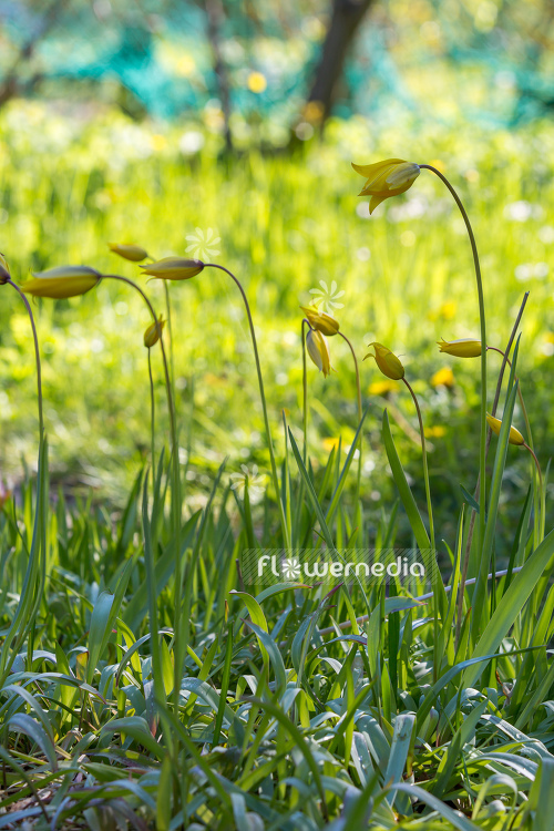 Tulipa sylvestris - Tulip (106217)