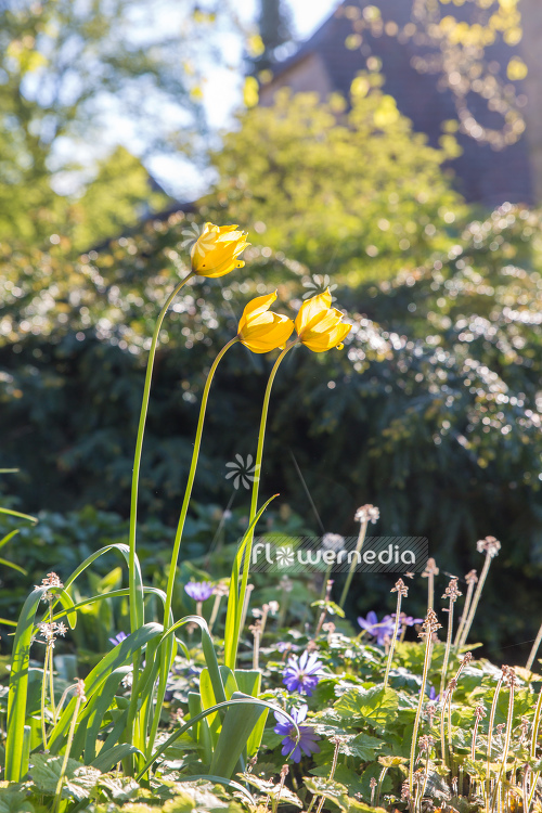 Tulipa sylvestris - Tulip (106224)