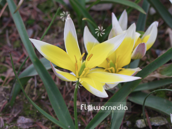 Tulipa tarda - Late tulip (106204)