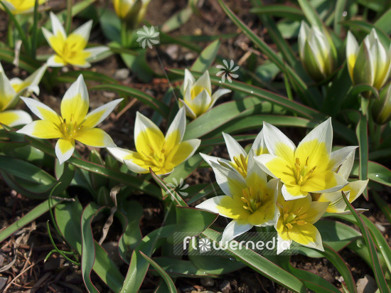 Tulipa tarda - Late tulip (106205)