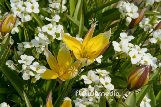 Tulipa tarda - Late tulip (106219)