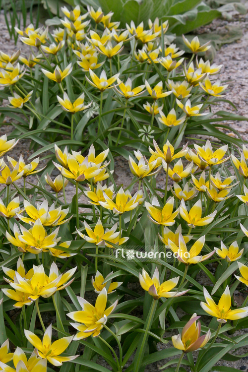 Tulipa tarda - Late tulip (106221)