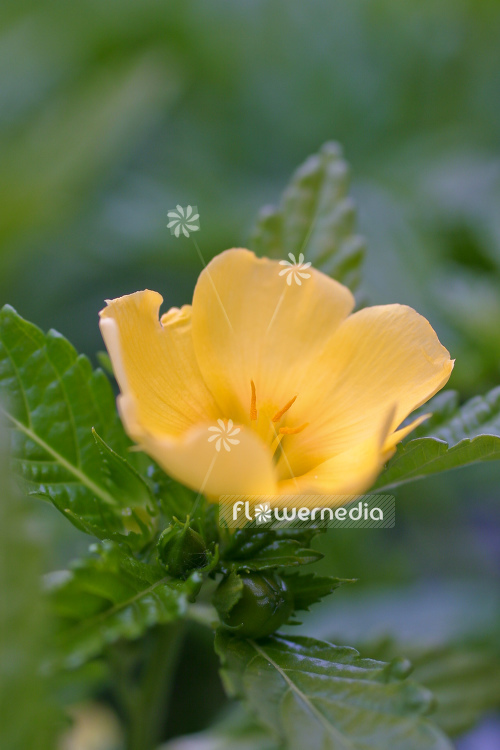 Turnera ulmifolia - Yellow Alder (105114)