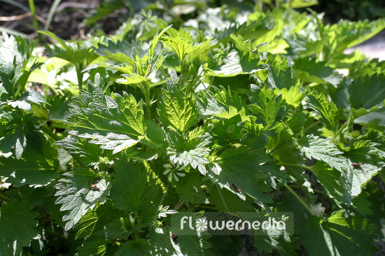 Urtica dioica - Stinging nettle (105119)