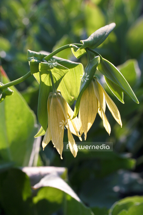 Uvularia grandiflora - Merry mells (105124)