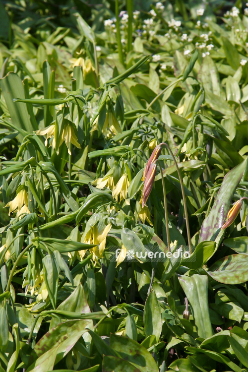 Uvularia grandiflora - Merry mells (105125)
