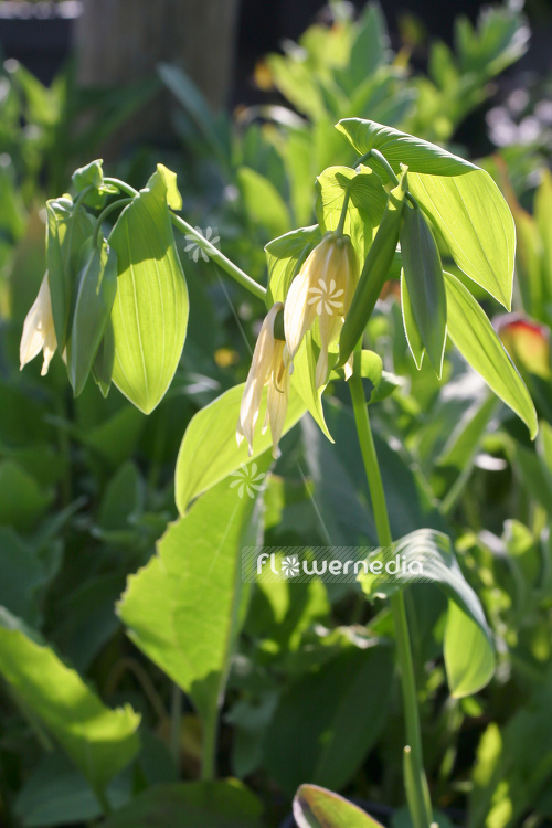 Uvularia grandiflora - Merry mells (105126)