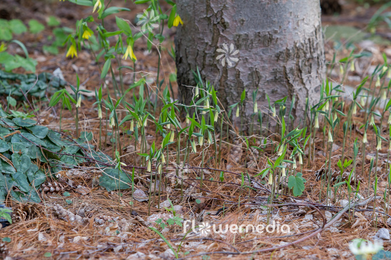 Uvularia sessilifolia - Sessile bellwort (109654)