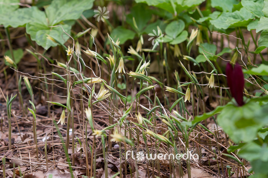 Uvularia sessilifolia 'Variegata' - Variegated sessile bellwort (109655)