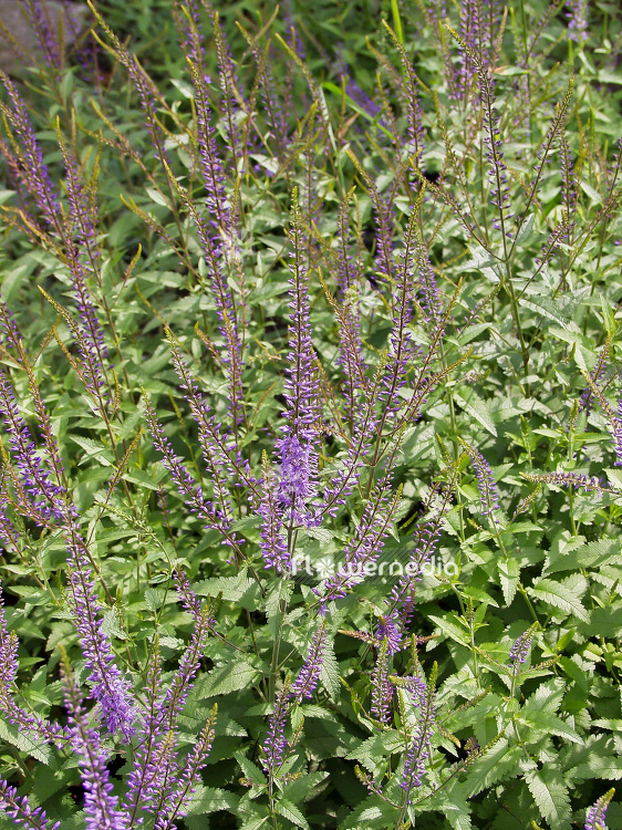 Veronica bachofenii - Speedwell (102041)