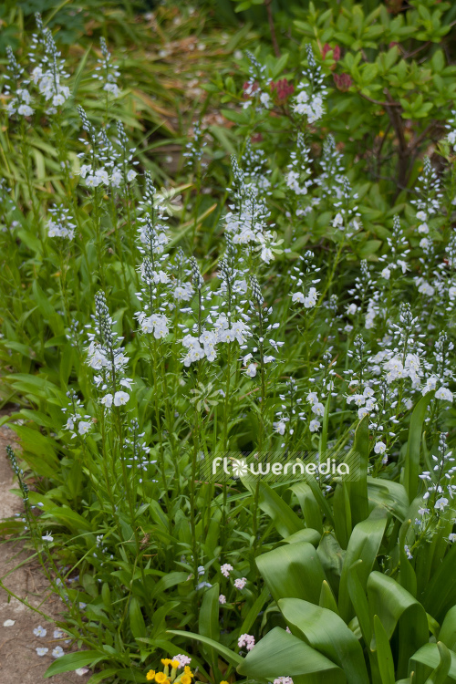 Veronica gentianoides - Gentian speedwell (105152)