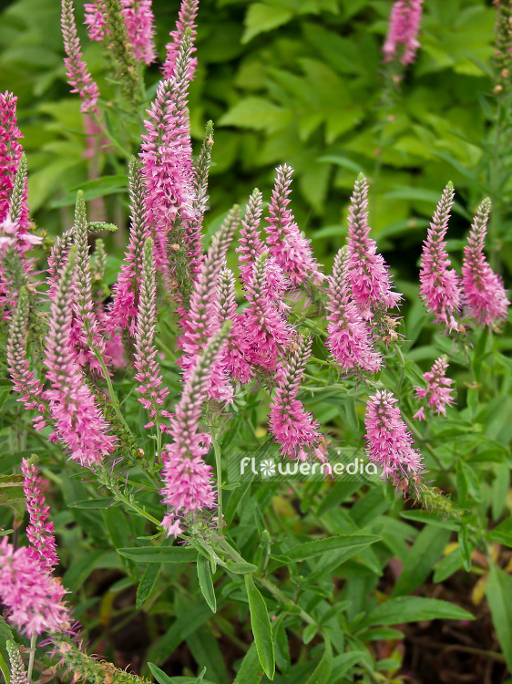 Veronica spicata 'Rosea' - Pink-flowered spiked speedwell (102043)