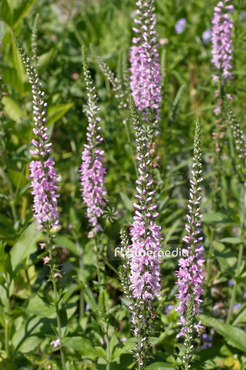 Veronica spicata 'Rosea' - Pink-flowered spiked speedwell (105160)