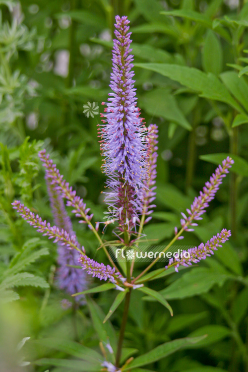 Veronicastrum virginicum - Culver's root (105161)