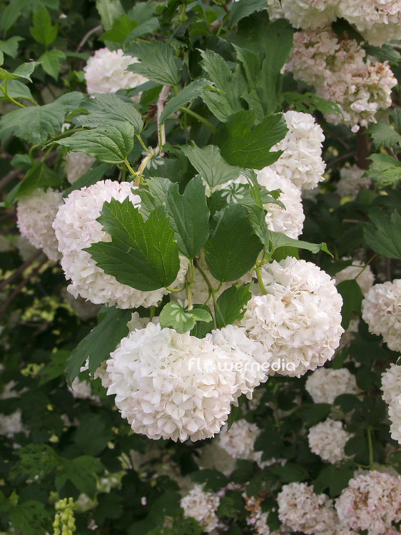 Viburnum opulus - Guelder-rose (102046)