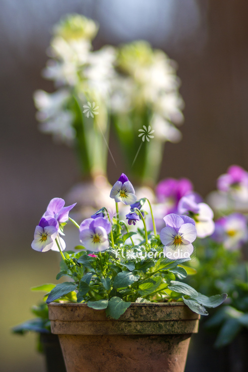 Viola cornuta - Horned pansy | Cultivar (105649)