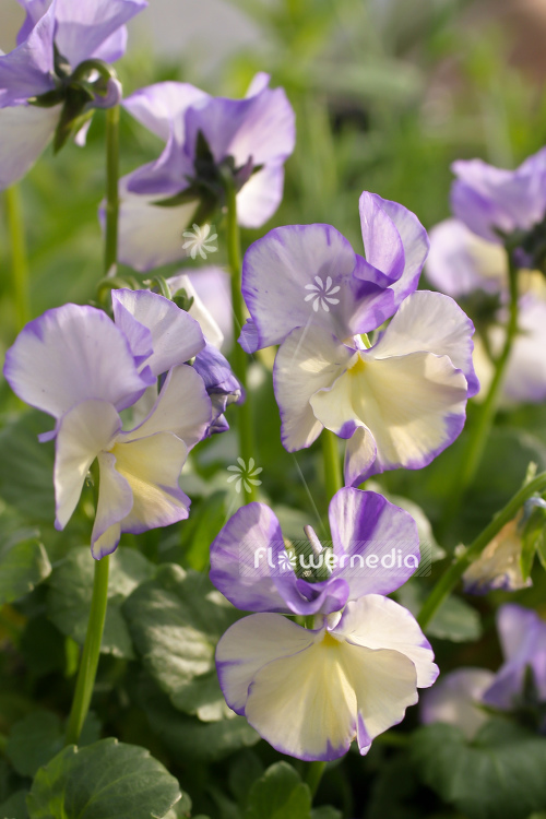 Viola 'Rebecca' - Large-flowered sweet violet (105184)