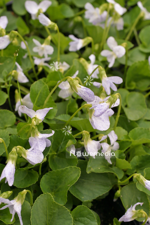 Viola sororia 'Freckles' - Spotted woolly blue violet (105188)